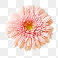 Pink gerbera png sticker, transparent background