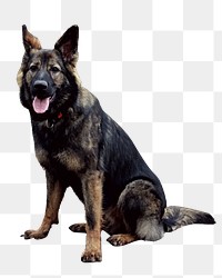 German shepherd dog png, transparent background