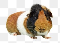 Guinea pig png, transparent background