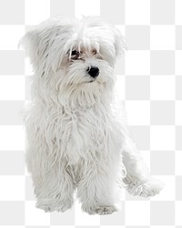 Maltese dog png, transparent background