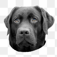 Black Labrador Retriever png sticker, transparent background