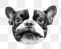 Bulldog puppy face png sticker, pet animal on transparent background