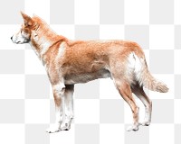 Australian Dingo dog png, transparent background