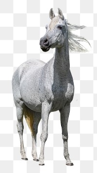 White horse png animal, transparent background