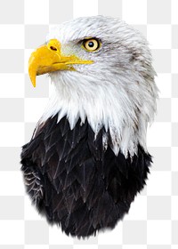 Bald eagle bird png sticker, transparent background