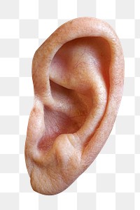 Human ear png sticker, transparent background