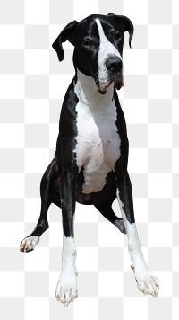 Great Dane dog png, transparent background