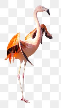 Pink flamingo bird png, transparent background