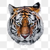 Tiger png sticker, transparent background