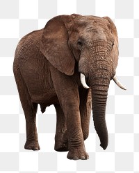 African elephant png animal, transparent background