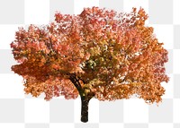 Orange autumn tree png sticker, transparent background