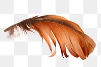 Brown bird feather png, transparent background