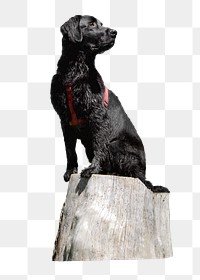 Black dog png sticker, animal transparent background