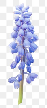 Purple lupine png sticker, transparent background