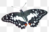 Black butterfly png sticker, animal transparent background