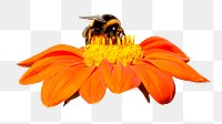 Bumblebee & orange flower png sticker, transparent background