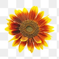 Sunflower png sticker, transparent background