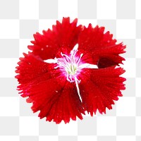 Red dianthus png sticker, transparent background