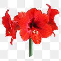 Red amaryllis png sticker, transparent background