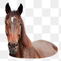 Horse png, transparent background