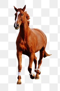 Running horse png sticker, transparent background