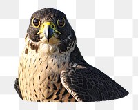 Hawk bird png, transparent background