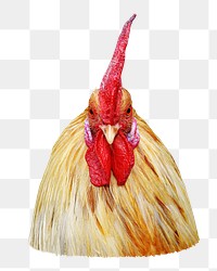 Rooster chicken png animal, transparent background