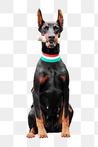 Doberman dog png sticker, animal transparent background