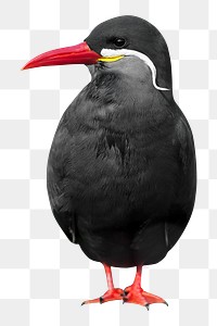 Inca tern bird  png sticker, animal transparent background