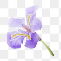 PNG Purple flower  , collage element, transparent background