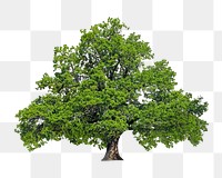 Lone tree png, transparent background