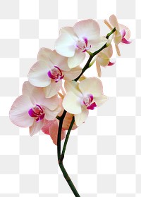 Moth orchid flower png sticker, transparent background