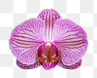 Pink orchid flower png sticker, transparent background