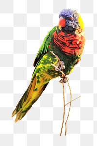 Loriini bird png sticker, animal transparent background