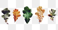 Autumn leaves png sticker, transparent background