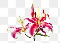 Stargazer lily background. Free public domain CC0 image. png, transparent background