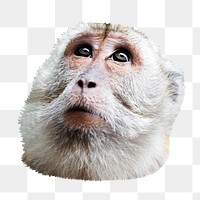 Monkey looking up png sticker, transparent background