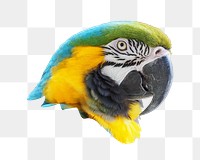 Macaw parrot png, transparent background