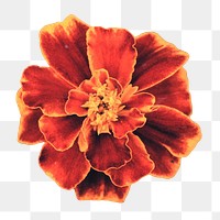 Marigold flower png, transparent background