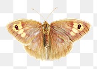 Brown butterfly png sticker, animal transparent background