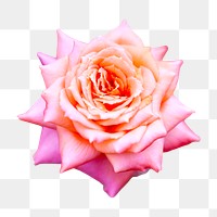 Pink rose png sticker, transparent background