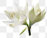 White lily png sticker, transparent background