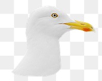 Seagull bird png sticker, transparent background