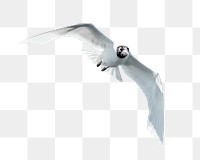 PNG seagull bird, collage element, transparent background