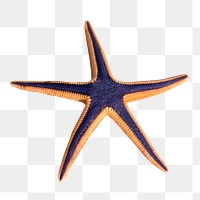 Starfish png, transparent background