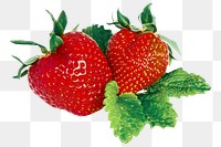 Fresh strawberry fruit png, transparent background