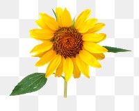 Sunflower png, transparent background