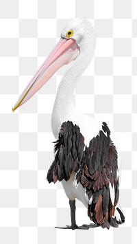 Australian pelican bird png sticker, animal transparent background