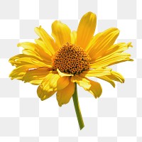 Yellow coneflower png sticker, transparent background