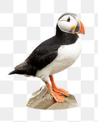 PNG puffin bird, collage element, transparent background
